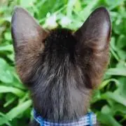 ☆LEO☆の画像