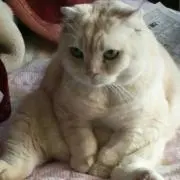 momotarou