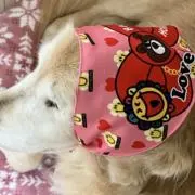 ふくみみの画像