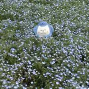 ねこ