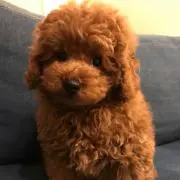 烏龍の画像
