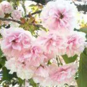 ユーカリの葉  プロフ必読(*^^*)