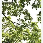 wishの画像