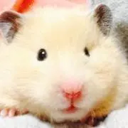 コマちゅん