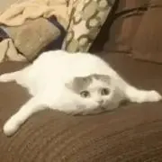 ペコ
