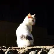 たかな