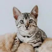 ゆきりんにゃの画像