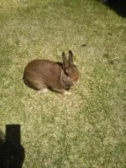 よしべぇの画像