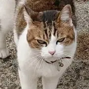 Nyaoの画像