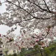 しろの画像