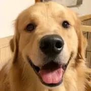 あんここ