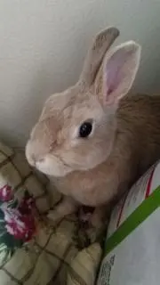 ぴーたーの画像