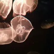 もちきち
