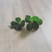 ゆっかの画像