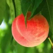 peachの画像
