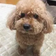 cocoの画像