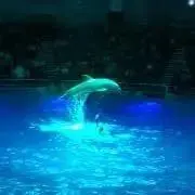 いるかの画像