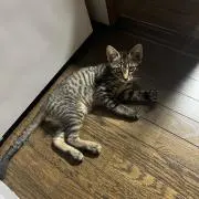 にゃーこの画像