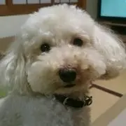 ぱんだこの画像