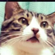 ねこだまり♡プロフィールご一読ください✿の画像