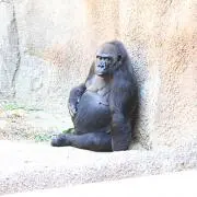 らご