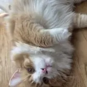 Memweuiの画像