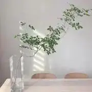 minaの画像