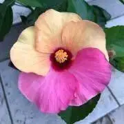みひまの画像