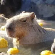 ちろの画像