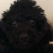 るるふの画像