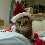 ゆずの画像