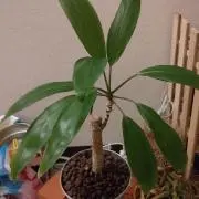 ★購入前にコメントください★むぎ