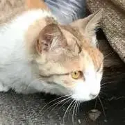 Mel249の画像