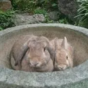 らむ