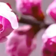 春
