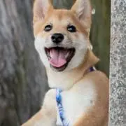 エテ吉の画像