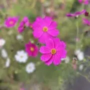 まゆみちゃんの画像
