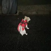 だいき