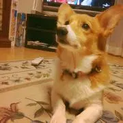 ななの画像