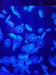 クラゲ～の画像
