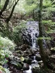ヤマノボリの画像