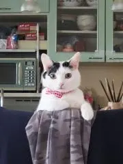 えりの画像