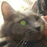 せった