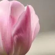 チューリップの画像