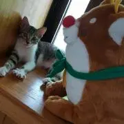 ちーももの画像