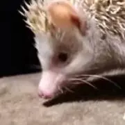 Kumaの画像