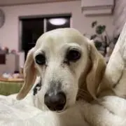はまなすの画像