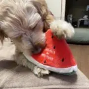 チップ