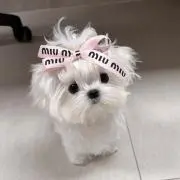 ぽの画像