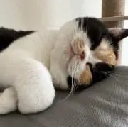 Cleo